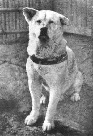 Références culturelles autour du chien : cette image montre le chien Hachiko assis. Ce chien est connu pour avoir attendu pendant 9 ans son maître décédé à la gare de Shibuya au Japon.